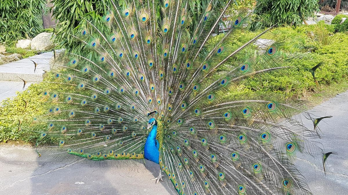 Sein schönes Rad schlägt der Pfau nur für das Zoo-Team. Foto: CNV-Archiv