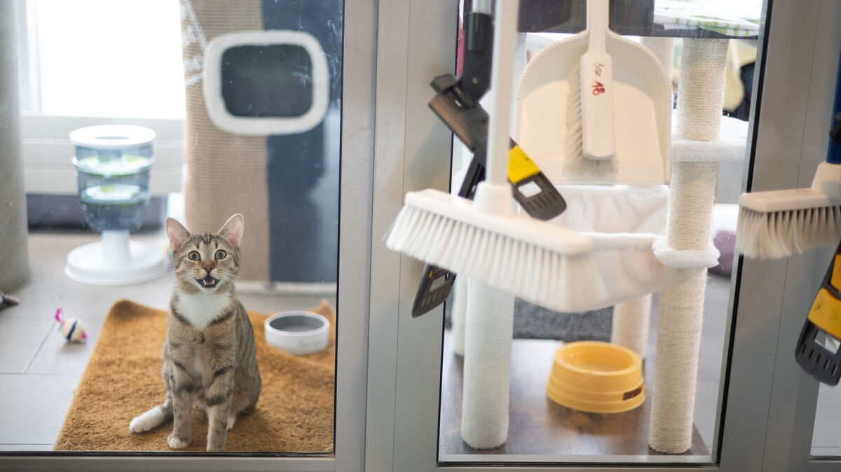 Eine kranke Fundkatze zwingt das Tierheim Cuxhaven vorübergehend zur Quarantäne – "der Schutz von Mensch und Tier hat oberste Priorität“, so der Vorstand des Vereins. Foto: Sebastian Gollnow