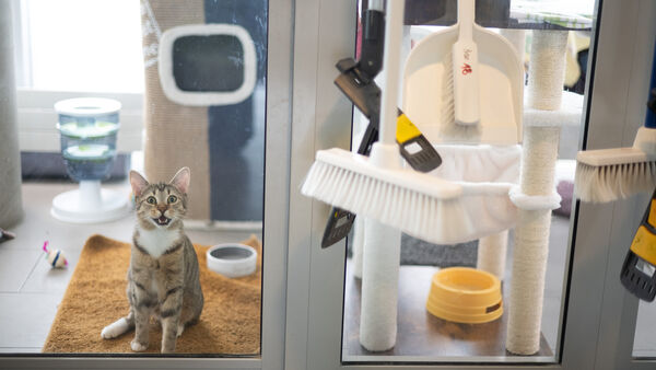 Fundkatze mit gefährlichen Viren zwingt Tierheim Cuxhaven in die Quarantäne