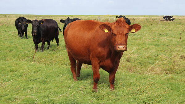 "Muss etwas getan werden": Cuxhavener Rinderhalterin nach Rissen über das Thema Wolf