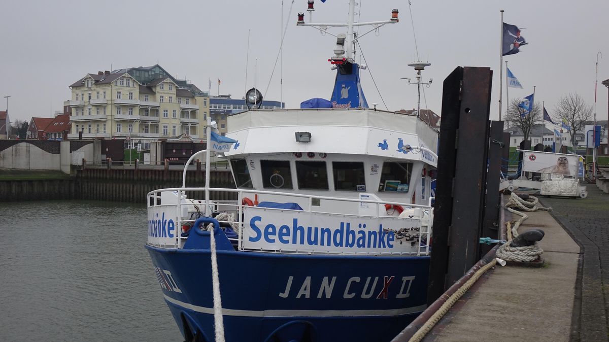 Die "Jan Cux 2" an ihrem Liegeplatz. Die Schiffe bringen die Gäste dicht an die Meeressäuger heran, ohne sie zu stören. Es gilt, gebührenden Abstand zu halten, das ist kein Problem für den erfahrenen Kapitän Christian Detzkeit. Die größere Herausforderung in diesem Jahr war wohl eher der richtige Abstand der Gäste an Bord. Foto: Von der Decken