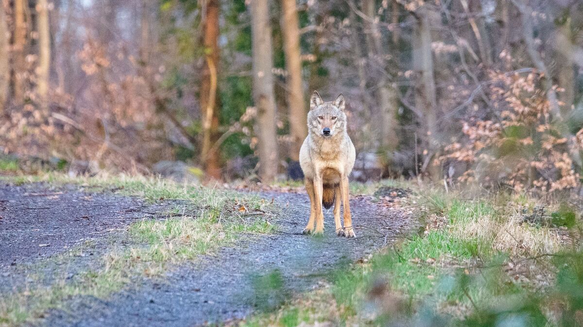 Die Tötung eines Wolfes, der für mehrere Risse von Schafen, Rindern und Pferden im Raum Cuxhaven verantwortlich sein soll, wurde vom Verwaltungsgericht Stade vorläufig gestoppt. Foto: Markus Dübbert