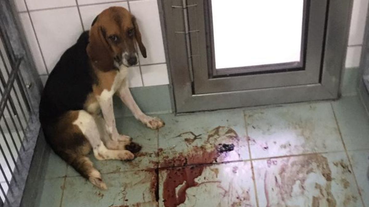 Ein Beagle sitzt im LPT verängstigt in der Ecke, der Boden ist blutverschmiert. Die Hunde erlitten teils schwere Blutungen, wenn die Medikamente bei den Giftigkeitstests zigfach überdosiert wurden. Foto: Soko Tierschutz