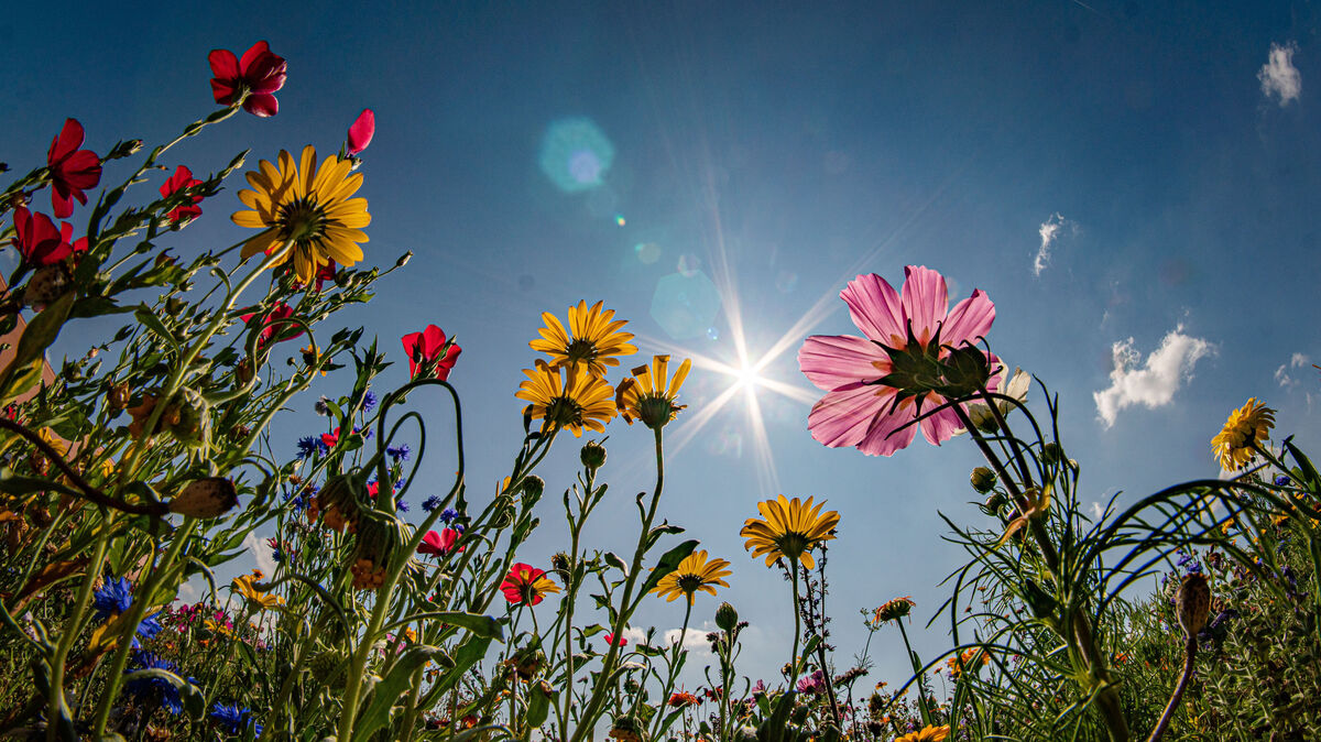 Blühflächen sind nur eine Möglichkeit, um die Artenvielfalt auch im Landkreis Cuxhaven zu vergrößern. Das Programm "Fabian" kann dazu einen Beitrag leisten. Foto: Frank Rumpenhorst/dpa