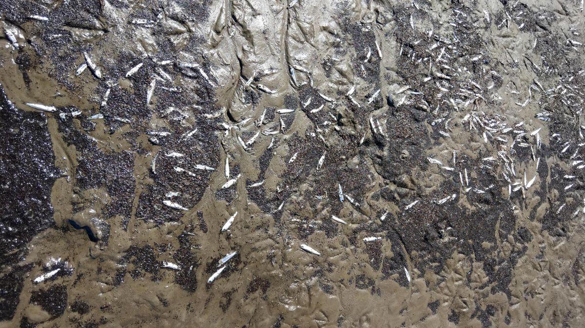 Vor einem Monat wurden tausende tote Fische auch im Wattenmeer vor Cuxhaven und Otterndorf angeschwemmt. Foto: CNV-Archiv