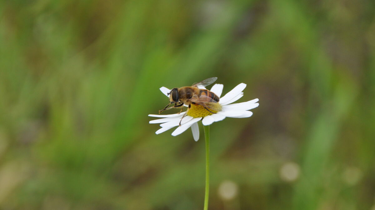 Auf dem AAG-Schulhof fühlen sich die Wildbienen wohl. Symbolfoto: Kramp