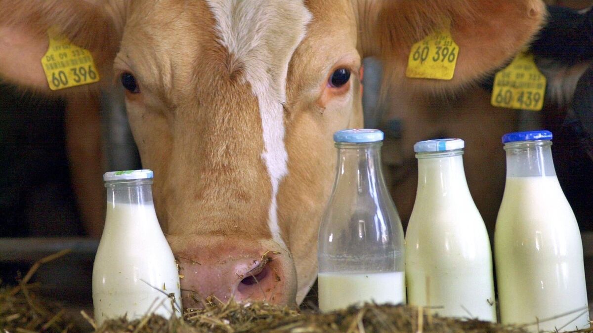 Der Milchkontrollverein Lamstedt hat seine Zahlen für 2024 präsentiert. Symbolfoto: dpa