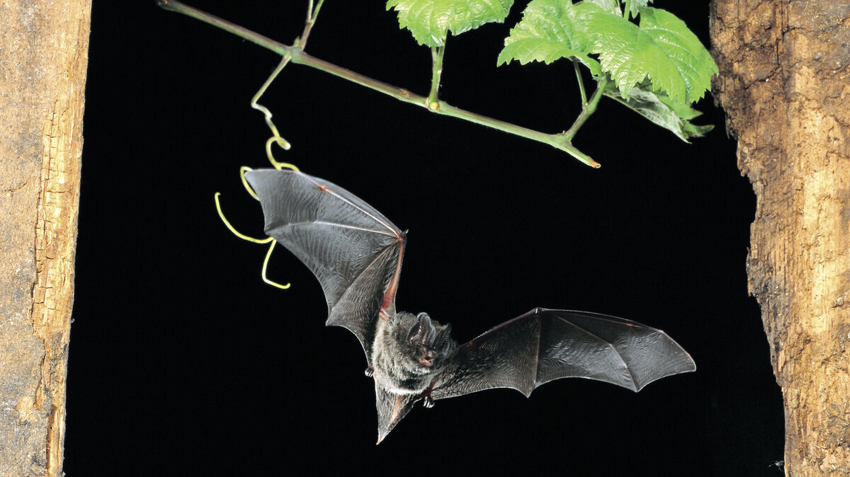 Mopsfledermaus im Flug: Am Wochenende lädt der NABU wieder zur „International Batnight“ ein. Termine finden auch in Cuxhaven und Otterndorf statt. Foto: Dietmar Nill / NABU
