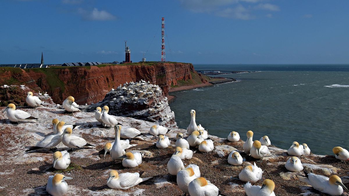 Auf dem Lummenfelsen auf Helgoland erwacht so langsam wieder das Leben: Die Brutsaison hat begonnen. Foto: Rauch