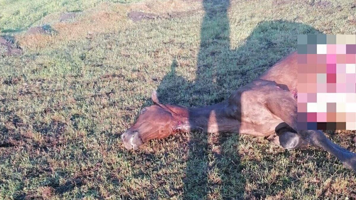 Der gerissene Hengst lag tot auf der Weide. Foto: Privat
