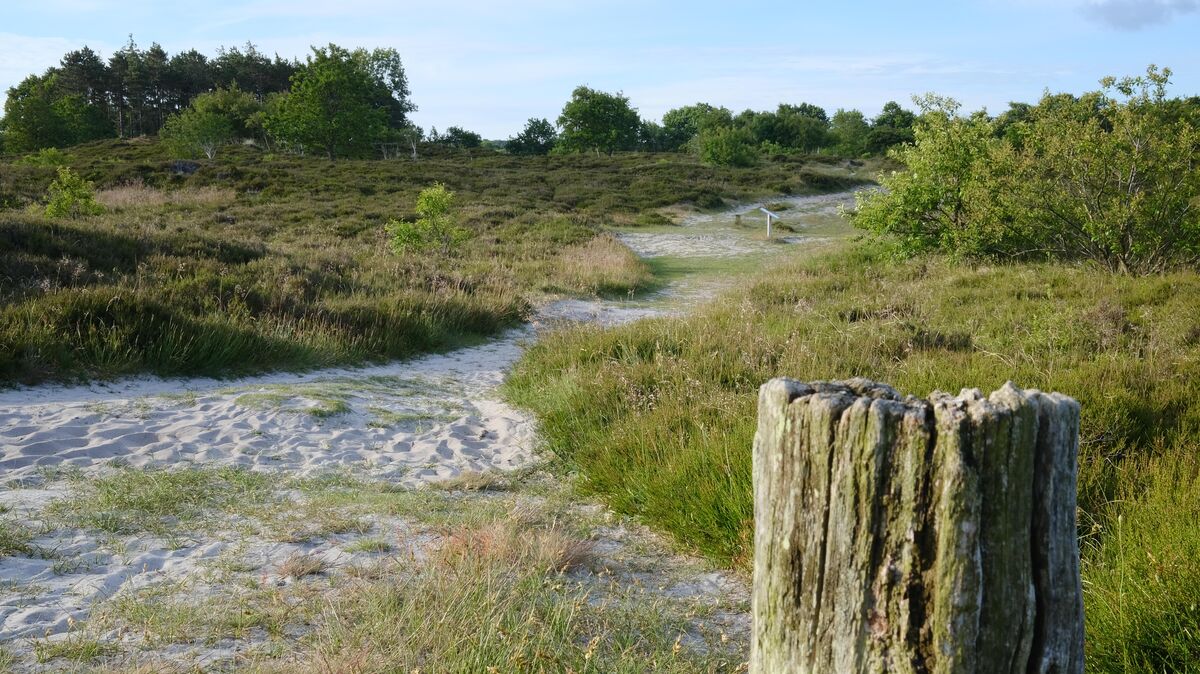 Auf halber Strecke neigt sich der "Entdeckungspfad Duhner Heide" in eine sandige Mulde hinab: Das zur Nationalpark-Ruhezone gehörende Gelände ist nicht nur artenreich, sondern auch hinsichtlich seiner Topografie überraschend abwechslungsreich. Foto: Koppe