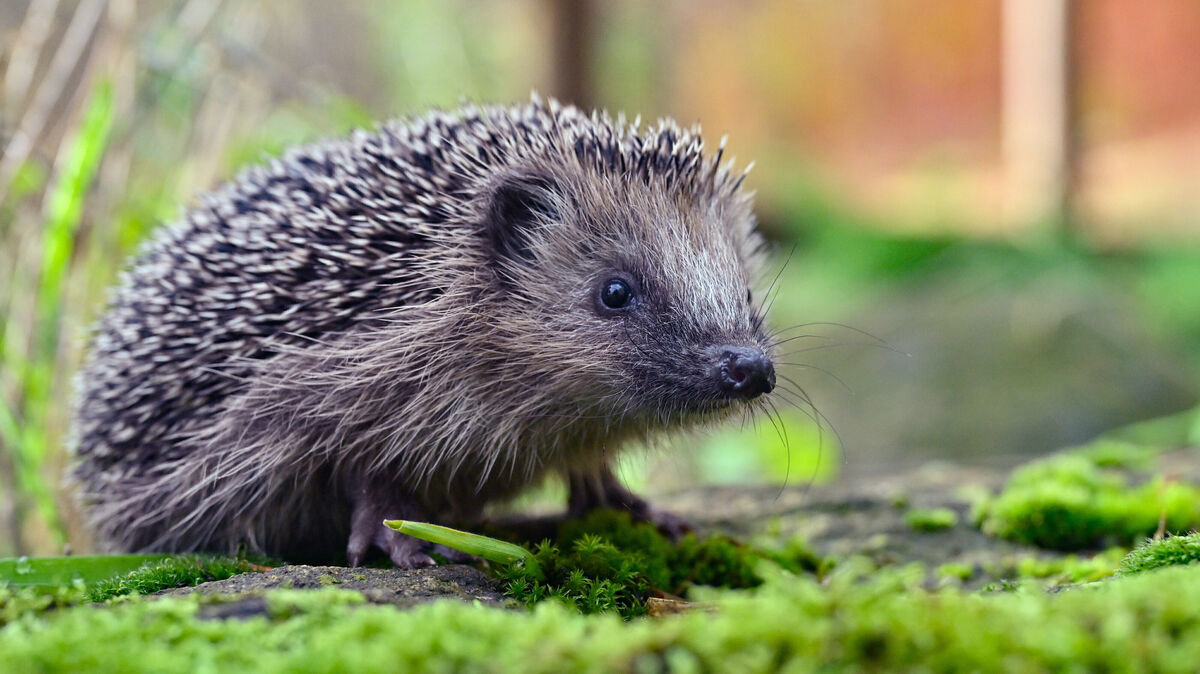 Die Wildtiere Igel stehen unter strengem Naturschutz. Foto: Pleul/dpa