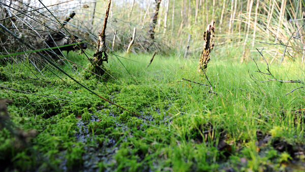 Moor und Klimaschutz: Welche Zukunft haben die Landwirte im Kreis Cuxhaven?