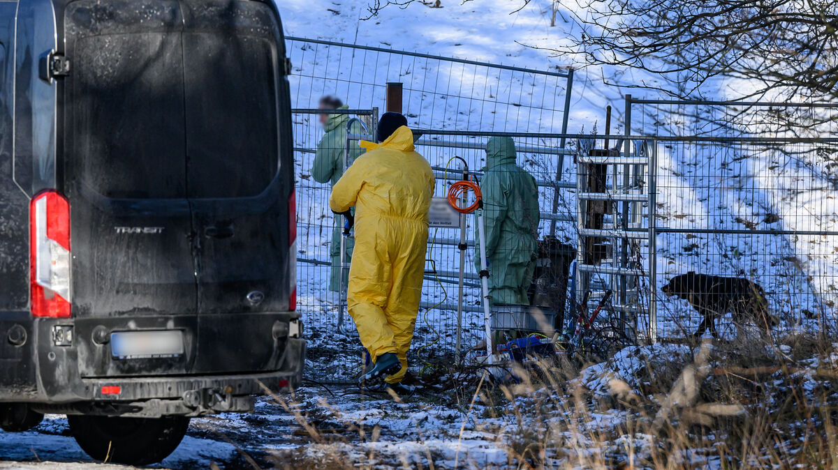 Personen in Schutzkleidung gehen nach dem Ausbruch der Maul- und Klauenseuche (MKS) bei Wasserbüffeln in Brandenburg über eine Weide, während Feuerwehr und Polizei das Gelände weiträumig abgesperrt haben. Foto: Patrick Pleul/dpa