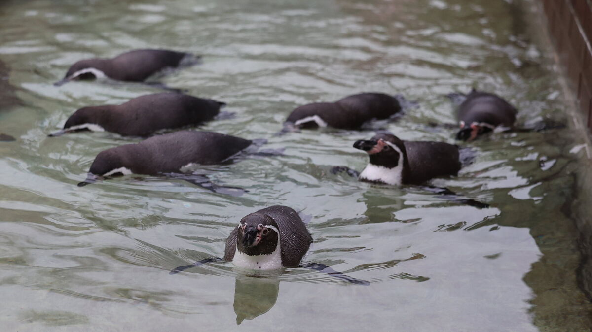 Familienfoto der siebenköpfigen Pinguin-Familie: Im Wasser sind die Pinguine so schnell unterwegs, dass man sie sich nur schwer gleichzeitig auf ein Bild bekommt.