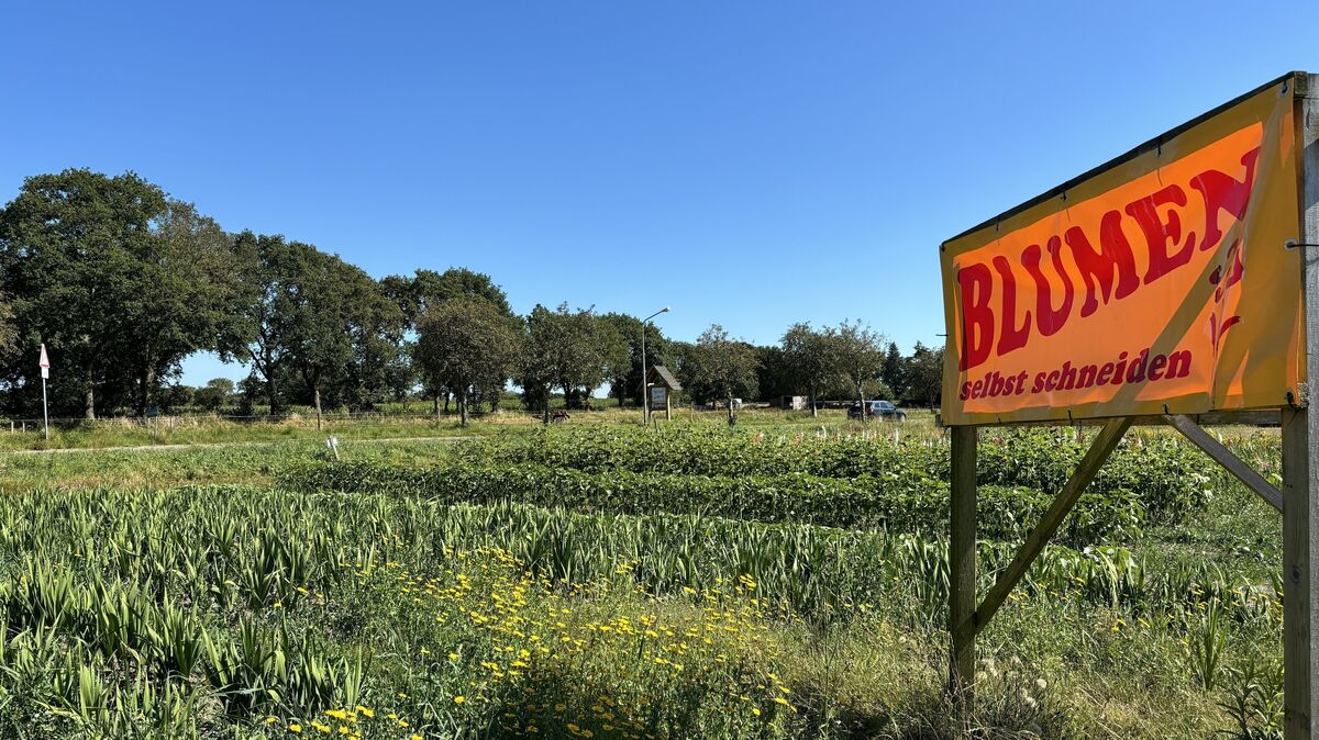 Noch blühen hier zu den unterschiedlichen Vegetationszeiten Blumen: Der Acker westlich der Spanger Straße soll das neue Wohngebiet „Blumenkamp" werden. Vermeintliche archäologische Funde verzögern allerdings das Verfahren. Foto: Grell