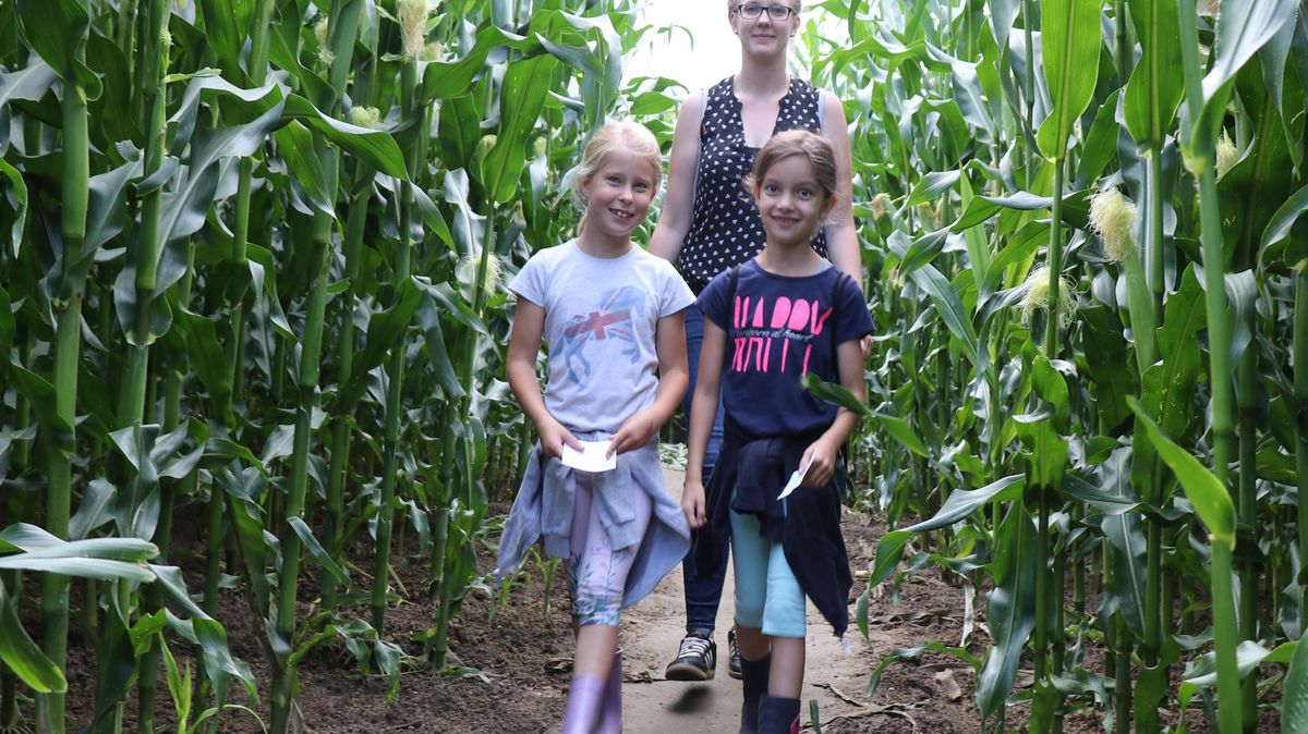Im Maislabyrinth der Familie von Stemmen können Besucher testen, wie es um den eigenen Orientierungssinn bestellt ist. Foto: Mangels