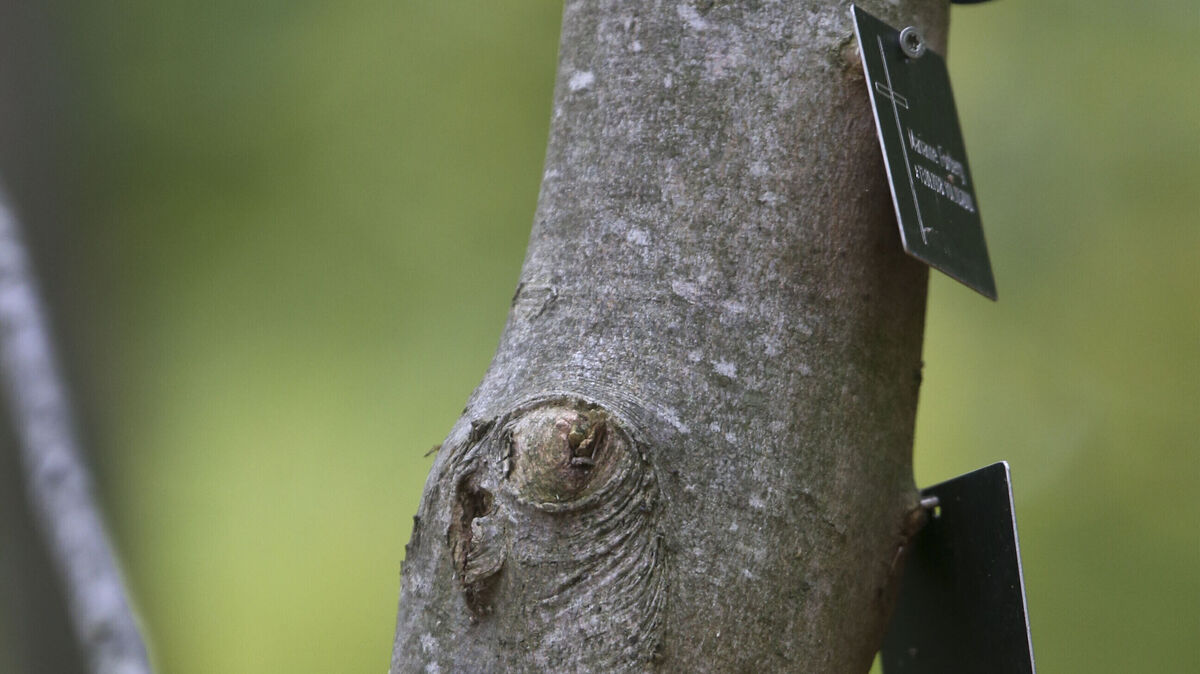 Als Form der Baumbestattung will die Samtgemeinde Börde Lamstedt künftig „Familienbäume“ auf Friedhöfen zulassen. Foto: Jens Büttner / dpa