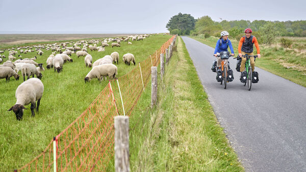 Nordseeküsten-Radweg im Kreis Cuxhaven: Route existiert seit 25 Jahren 