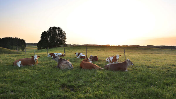 Tiere auf Bauernhof im Kreis Cuxhaven in Not: Mehrere Kühe stürzen in Güllegrube