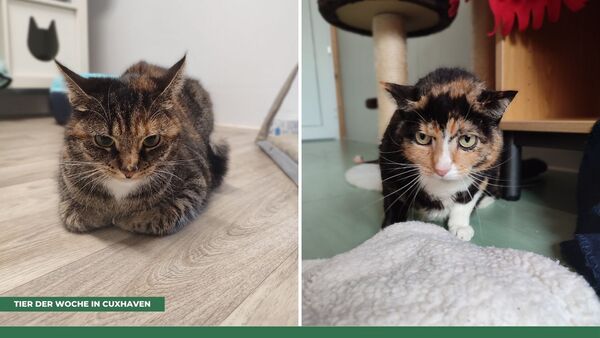 Tier der Woche in Cuxhaven: Der Abschied ist Jule und Britta nicht leicht gefallen