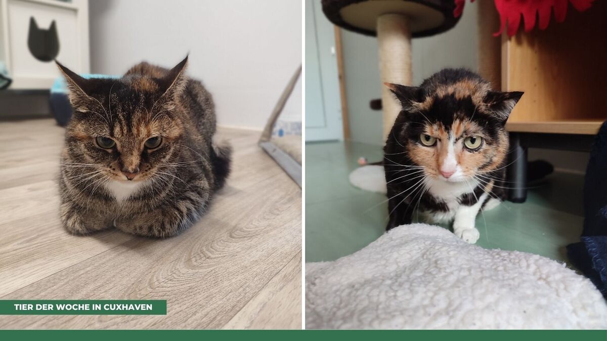 Jule und Britta suchen ein ruhiges Zuhause ohne andere Tiere und mit Freigang. Foto: Tierheim