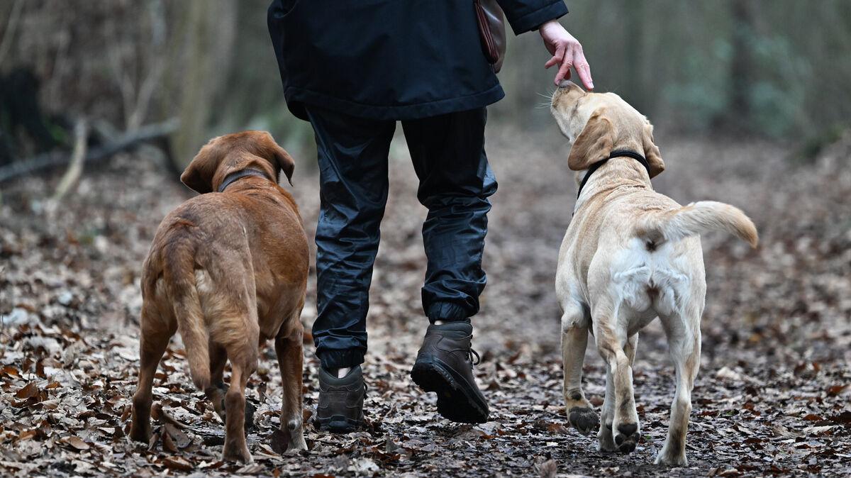 Ein Hundespaziergang im Hechthausener Waldgebiet endete für eine Familie tragisch. Symbolfoto: Dedert/dpa