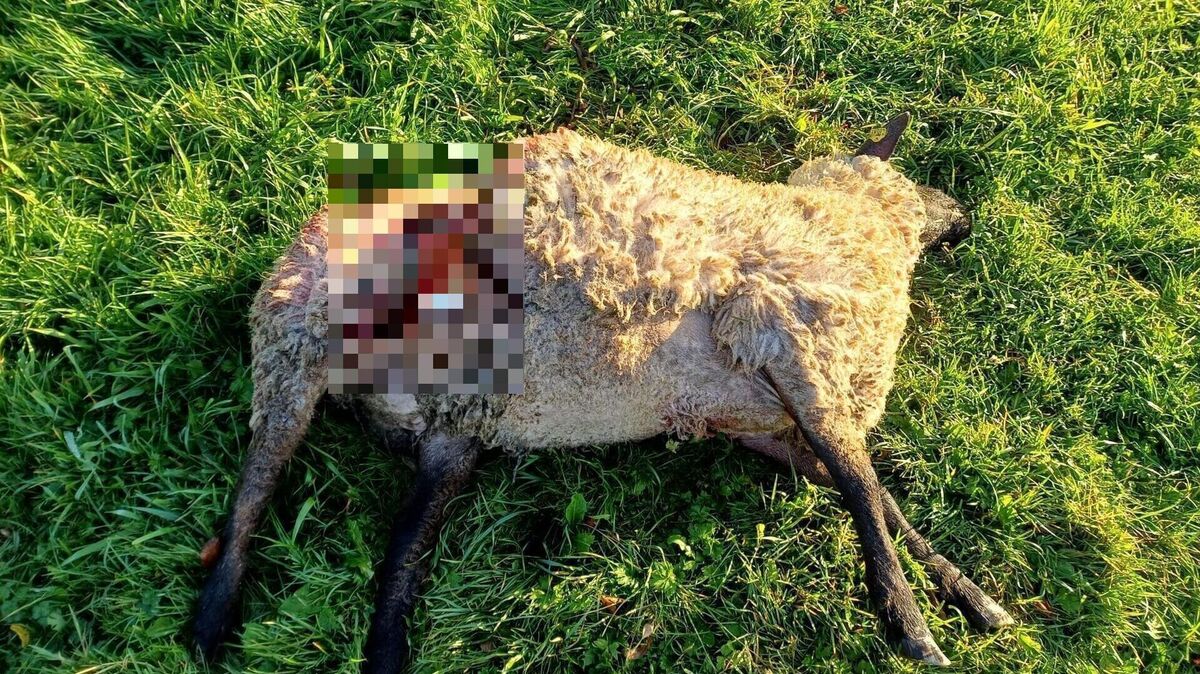 Ein Wolfsberater der Landesjägerschaft hat inzwischen bestätigt, dass es sich um einen Wolfsriss handelt. Foto: privat