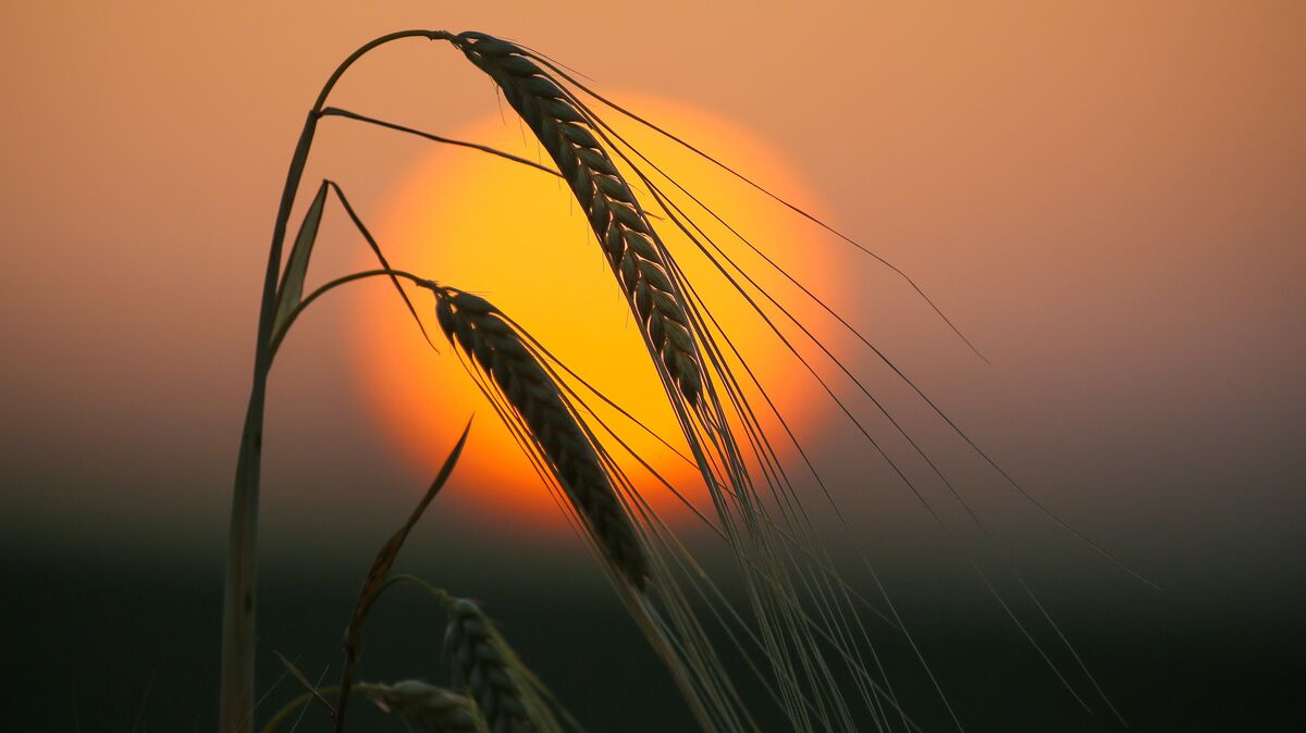Gewitterschauer oder schöne Sonnenuntergänge? Der Siebenschläfer soll das Wetter der nächsten Wochen voraussagen. Foto: dpa/Warnack