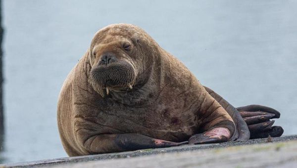 Walross zieht in der Nordsee weiter: Jetzt an neuem Ort aufgetaucht