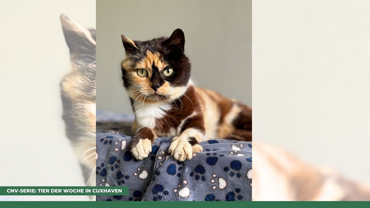 Pippi Langstrumpf hat genug von der Zeit im Tierheim. Foto: Tierheim