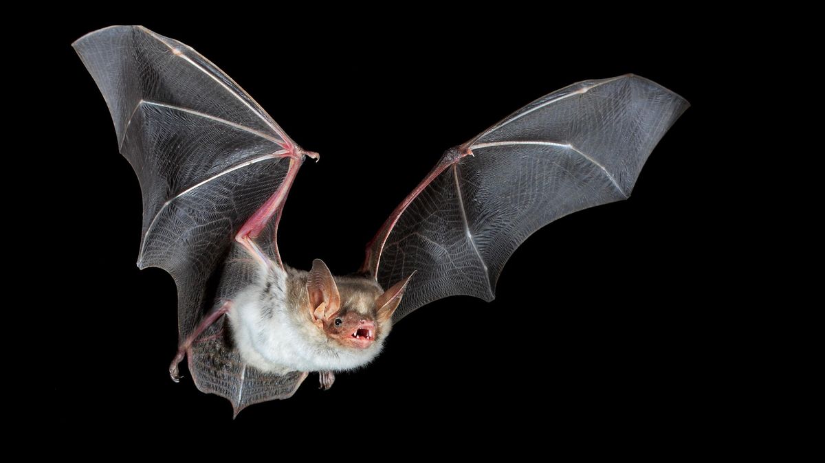 Die Fledermaus ist der Star der internationalen "Batnight" in Cuxhaven. Die Veranstaltung findet Coronakonform auch 2020 statt