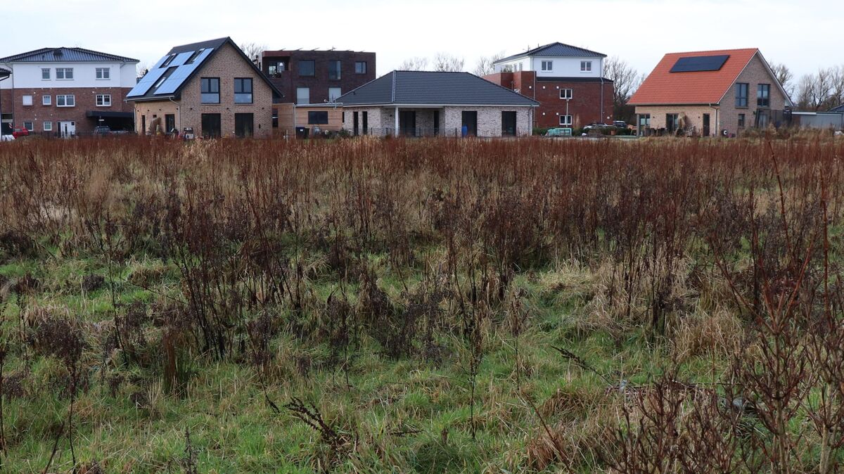 Auf dieser Fläche will die Umwelt Immobilienentwicklungsgesellschaft ein Wohnquartier nach Energiestandard KfW 40 plus bauen - mit Photovoltaikanlagen, Batteriespeicher, Wärmepumpe und Kraft-Wärmekopplung. Die direkten Anwohner sind von den Plänen nicht begeistert. Foto: Mangels