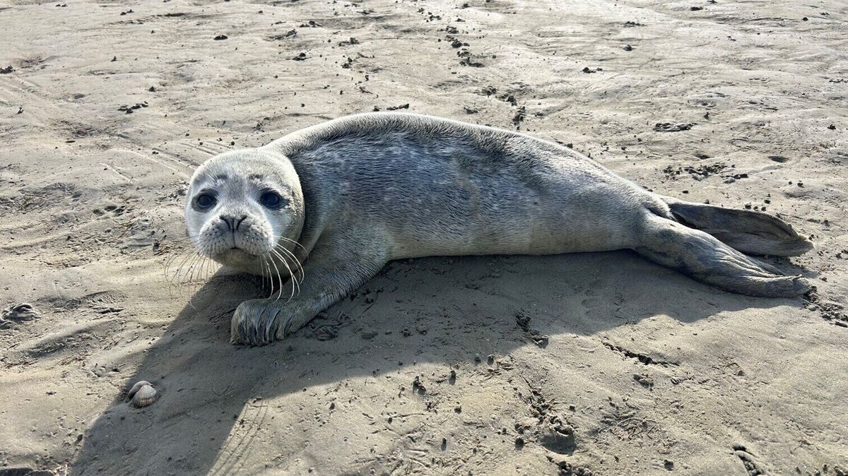 Wenn ein Heuler gefunden wird gilt: Abstand halten und im Notfall die Seehundstation kontaktieren. Foto: Makel