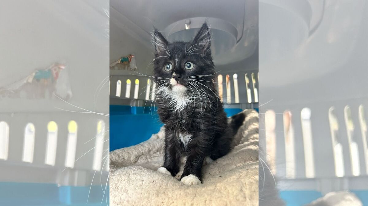 Zunächst einmal ist der kleine Kater im Tierheim untergekommen. Foto: Tierheim