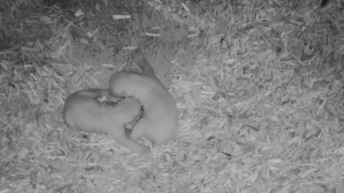 Die beiden Eisbärchen am Dienstagmorgen gegen 8.30 Uhr in der Wurfhöhle. Foto: Zoo am Meer Bremerhaven