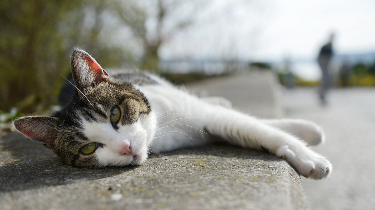 Kater Felix muss nach dem Schuss mit der Druckluftwaffe zum Tierarzt. Symbolfoto: Felix Kästle/dpa