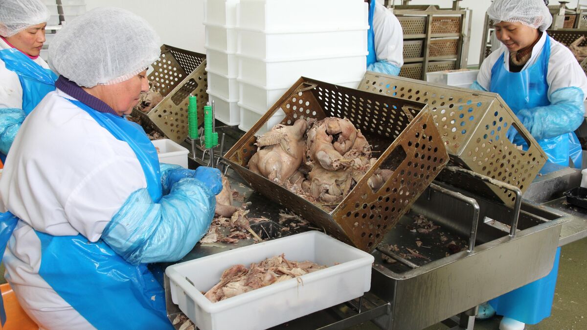 Mitarbeiter von Geti Wilba bei der Verarbeitung von Geflügel: Trotz der Entlassung von 100 Beschäftigten bleibt die Hoffnung auf einen neuen Investor bestehen, der die Zukunft des Unternehmens sichern könnte. Foto: Sassen