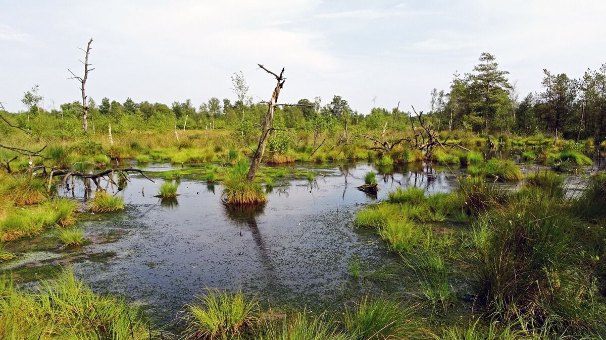 Da schlägt das Herz von Klimaschützern und Naturfreunden höher: So wie hier im Dorumer Moor könnte es künftig an zahlreichen weiteren Standorten im Cuxland aussehen, wenn die Pläne für die Vernässung von Mooren greifen. Doch noch gibt es reichlich Gesprächsbedarf über die mögliche Umwandlung trockener Böden, die zahlreiche Landwirte bislang für die Agrarproduktion nutzen. Archivfoto: Jan-Hinnerk Schwarz
