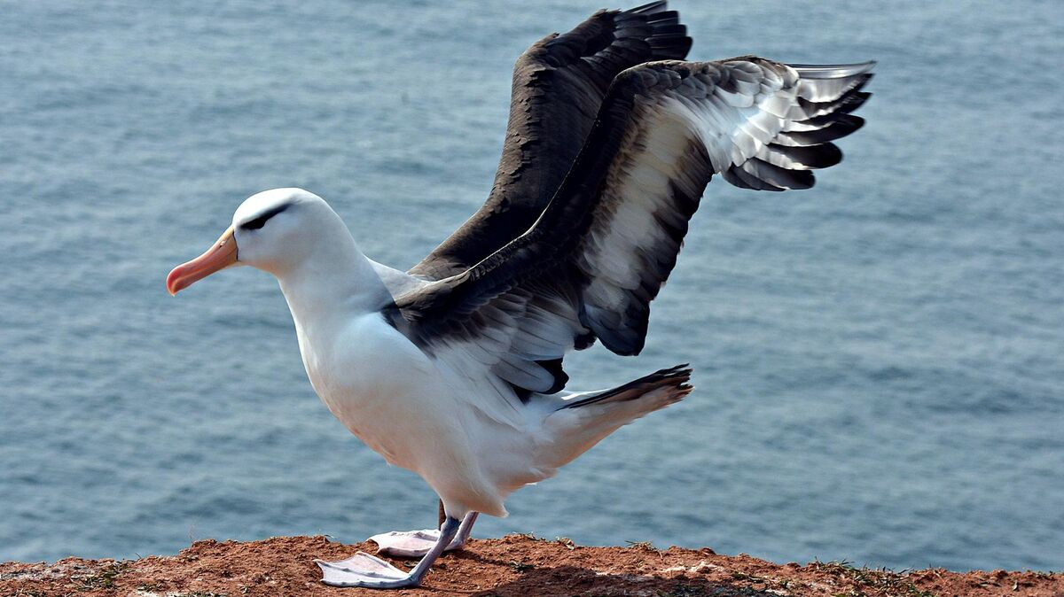 Der Albatros ist wieder auf Helgoland gelandet. Zum ersten Mal nahm er im Mai 2014 Kurs Hochseeinsel. Archivfoto: Rauch