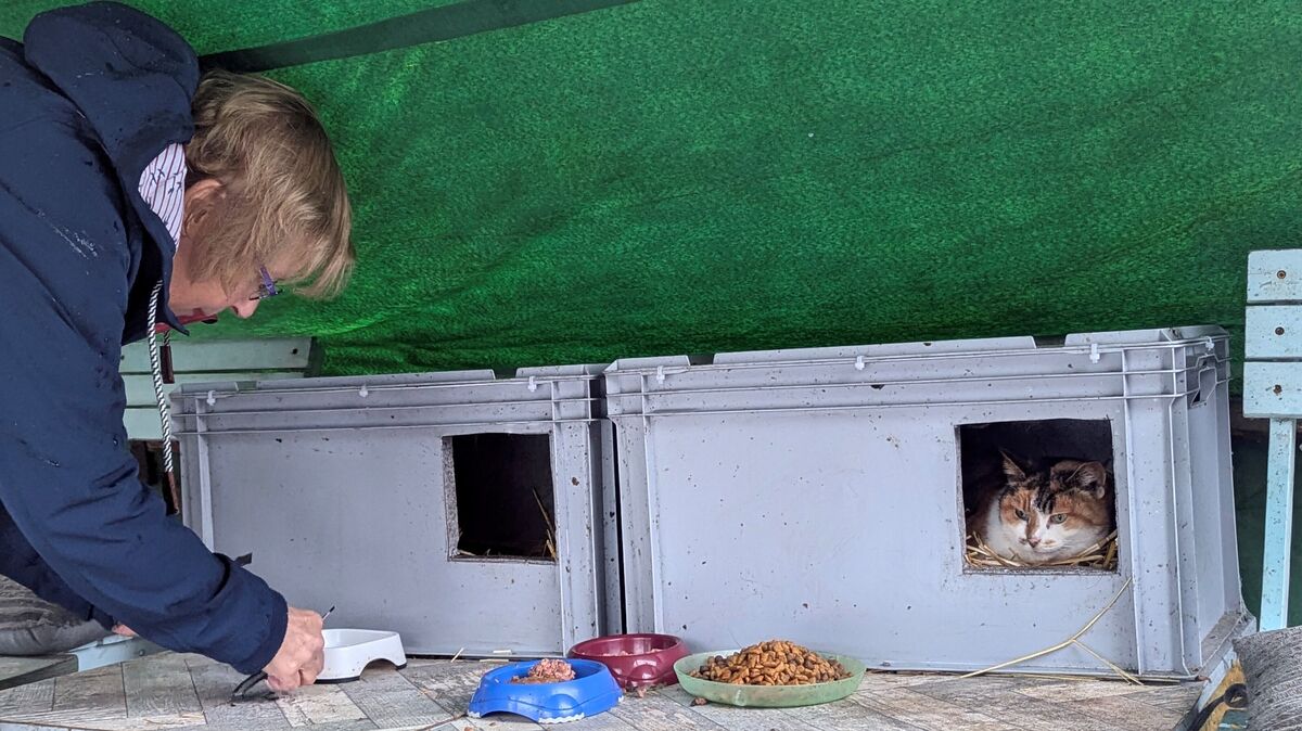 Kristina Schnäckel engagiert sich schon seit vielen Jahren in der Katzenhilfe und ist auch erste Vorsitzende des Vereins. Foto: Brettschneider