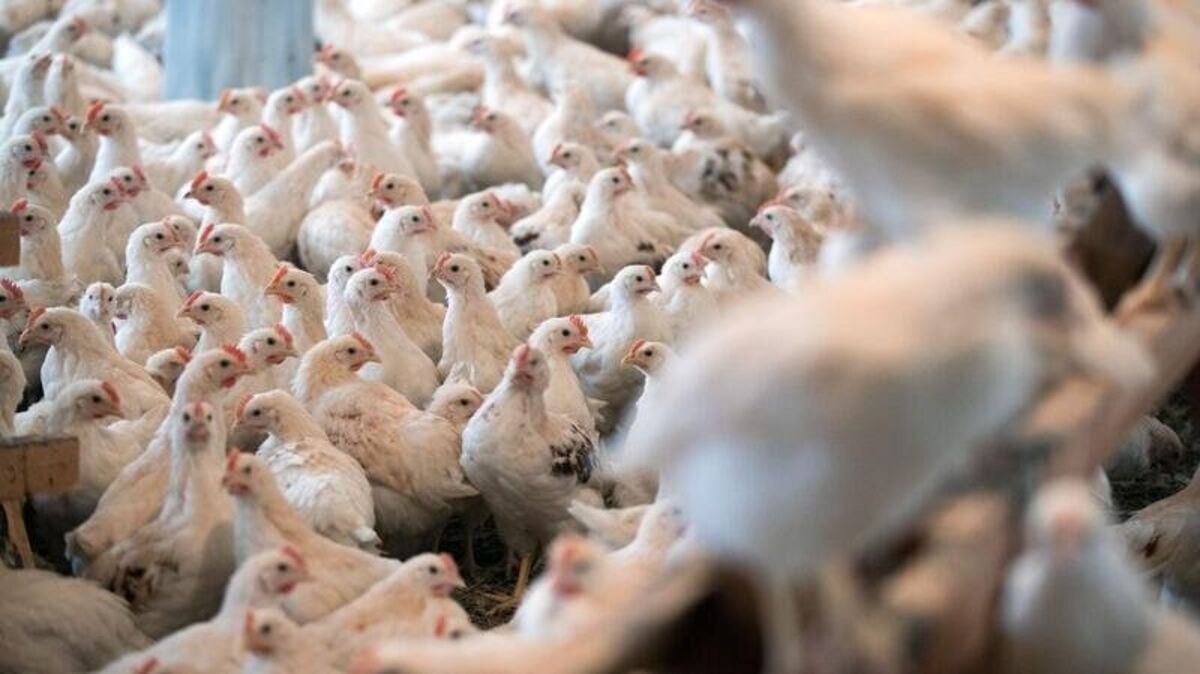 Seit Dezember galt wegen eines Pestausbruchs in Nordkehdingen eine Stallpflicht für Geflügel. Foto: dpa