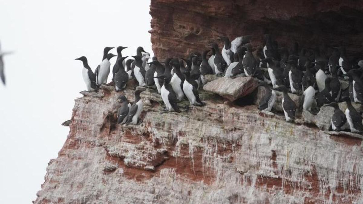 Es ist ein beeindruckendes Naturschauspiel: Trottellummenküken springen ohne schon Fliegen zu können von den Felsen auf Helgoland in die Tiefe zu ihren Eltern ins Meer. Jetzt ist das alljährliche Spektakel wieder zu beobachten.. Foto: Marcus Brandt