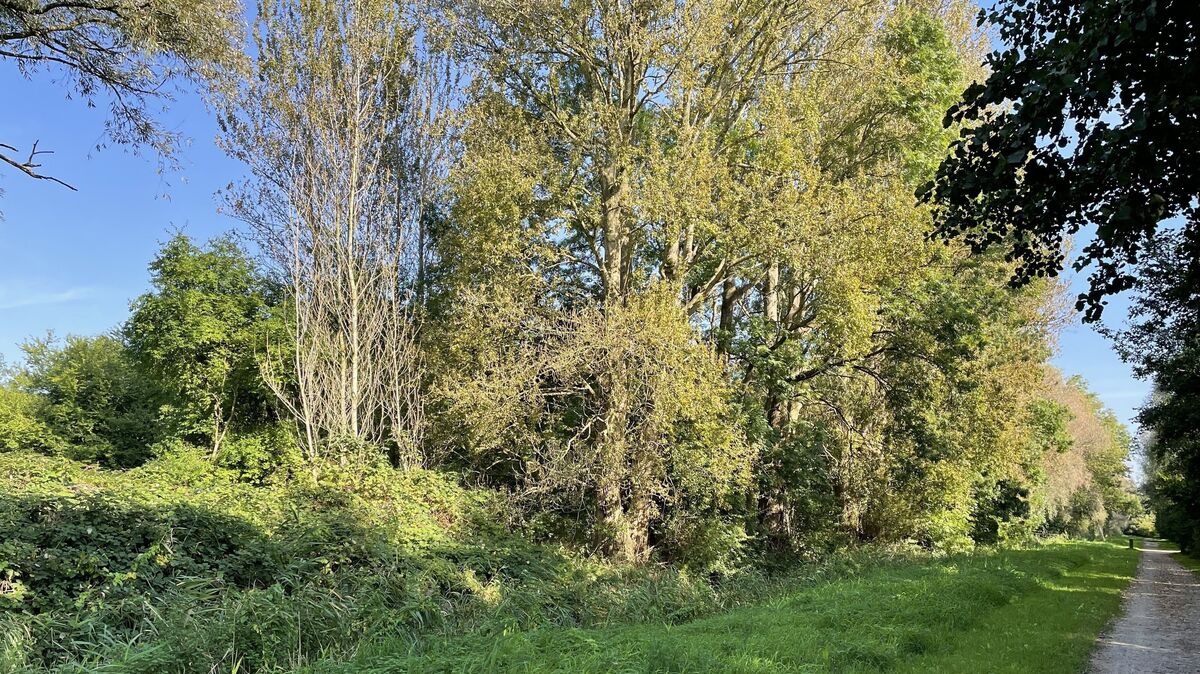 Der Anna-Becker-Weg läuft an dem Areal, das verändert werden soll (links), vorbei. Foto: Reese-Winne