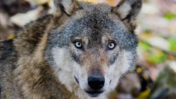 Wolfsangriff in Cuxhaven-Lüdingworth: Elf Schafe tot - zehn weitere verletzt