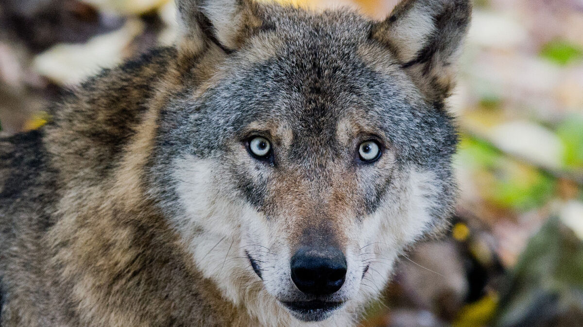 Das Wolfs-Monitoring hat im ersten Quartal 2025 im Cuxland sechs Nutztierrisse durch Wölfe registriert. Foto: Stratenschulte/dpa