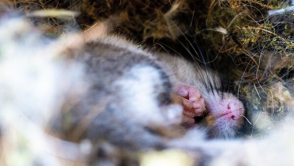 Abtauchen, wegfliegen oder durchhalten: So überlebt Cuxhavens Tierwelt den Winter