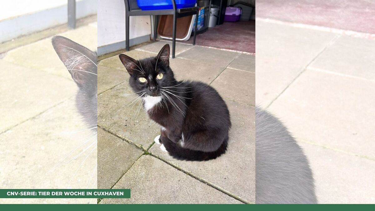 Eric lebt in der Katzen-WG des Tierheims - aber möchte ausziehen. Foto: Tierheim