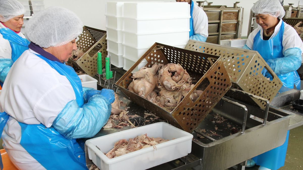 16 Millionen Hühner hat der Schlachtbetrieb des Geti-Wilba-Werkes in Altenwalde seit seiner Modernisierung im Jahr 2015/2016 pro Jahr verarbeitet. Nun hat der Tiefkühlspezialist einen Insolvenzantrag gestellt. Foto: Sassen