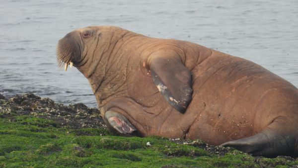 Exotischer Gast im Wattenmeer: Walross bald auch in Cuxhaven zu sehen?